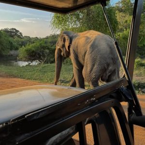 Read more about the article Embark on a Wild Safari Adventure in Sri Lanka: A Wildlife Lover’s Paradise